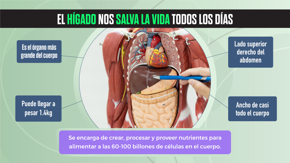 Libro Digital - Limpieza Hepática y de Vesícula