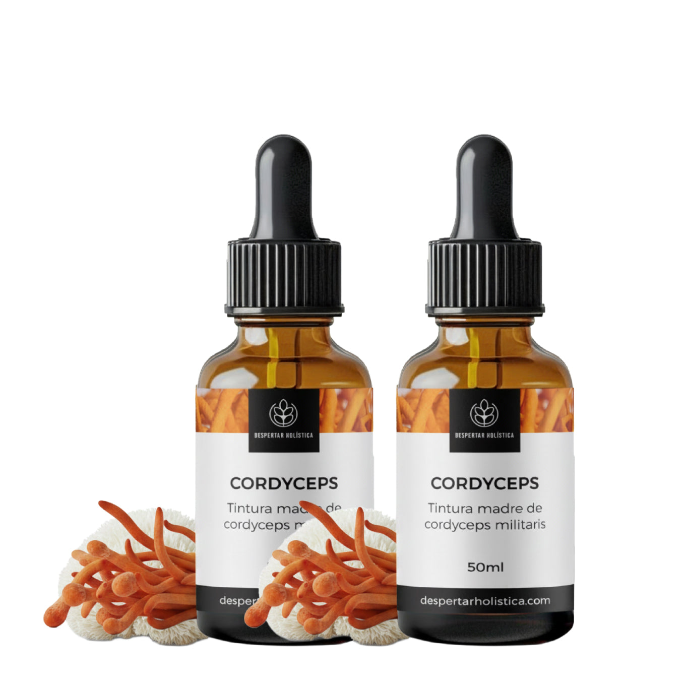 Cordyceps