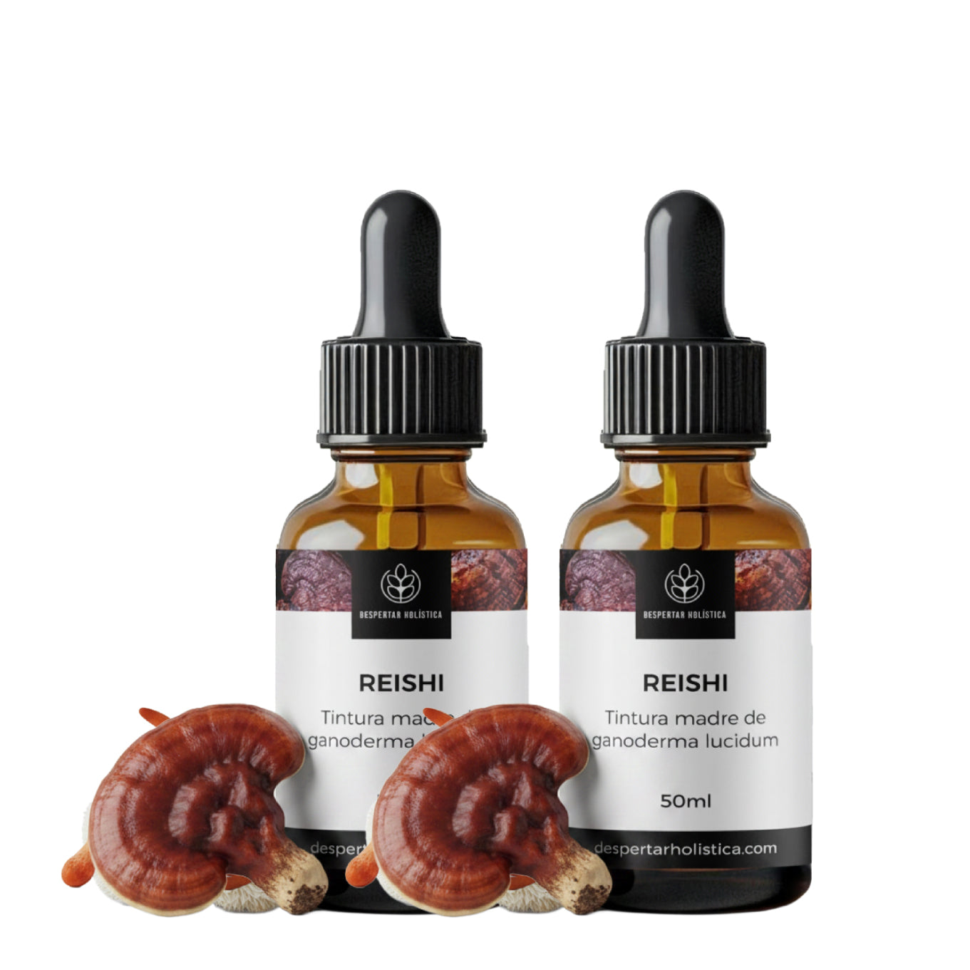 Reishi
